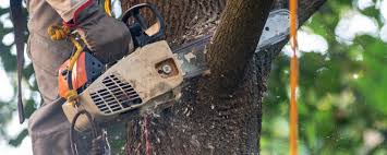 Professional Tree Services in Jefferson, OR