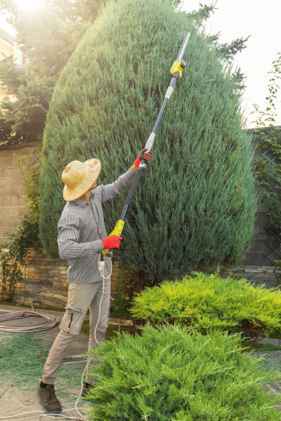 How Our Tree Care Process Works  in  Jefferson, OR